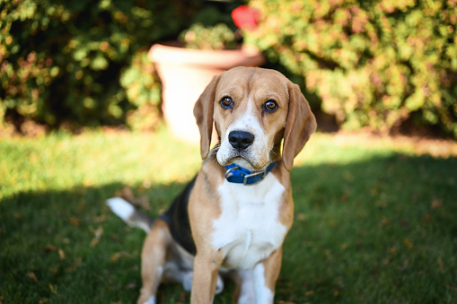 Close up of a cute beagle dog looking at camera.