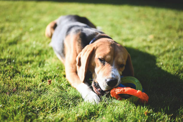 istock Close up of relaxed dog with plastic toy. 2089677468