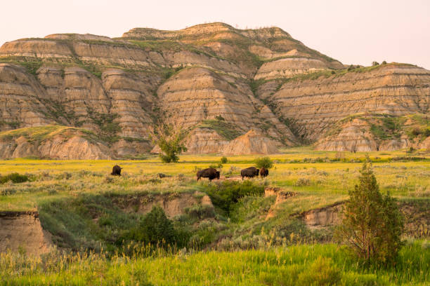 Bisons at Theodore Roosevelt National Park, North Dakota, USA