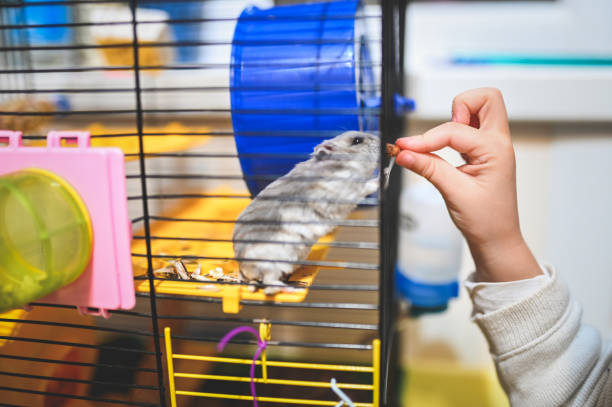 istock Child feeding gray hamster. 2089682115