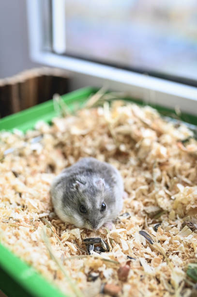 cute pet rodent, animals close-up