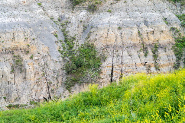 Summer scenery at Theodore Roosevelt National Park, North Dakota, USA