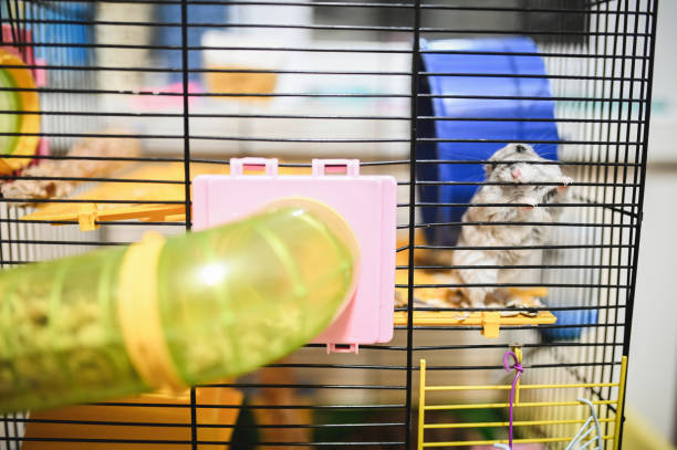istock Gray hamster inside of hamster cage. 2089684194