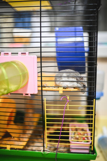 istock Hamster pet in cage at home. 2089684233