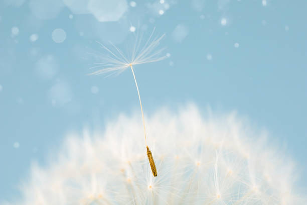 istock A dandelion seed dances in the wind under a vibrant electric blue sky 2089690396