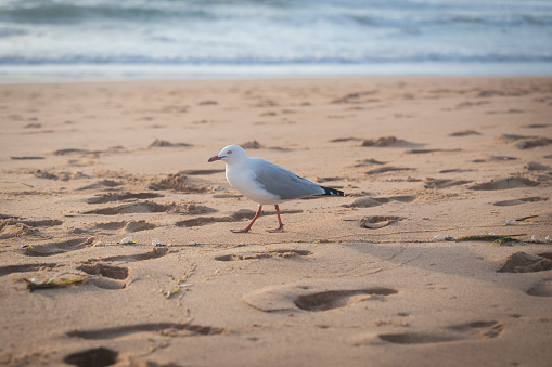 A seagull walking on the sand.