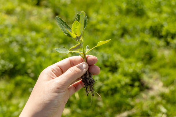 istock A hand holds a young swan weed plant. Atriplex patula 2089728185