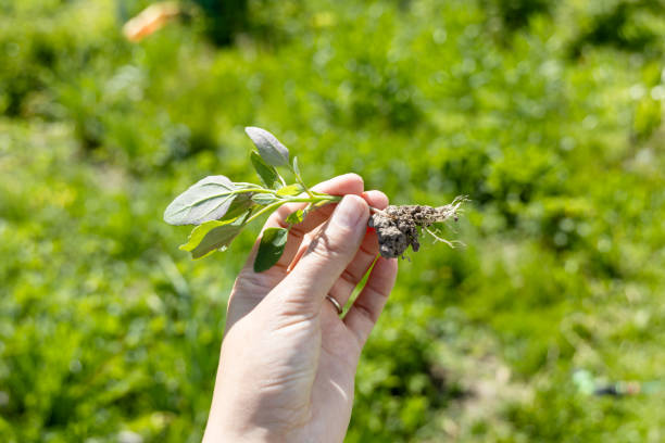 istock A hand holds a young swan weed plant. Atriplex patula 2089729222