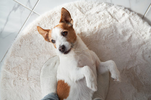 Home interior with a Jack Russell Terrier. Within a cozy home setting, a dog attentively peers out