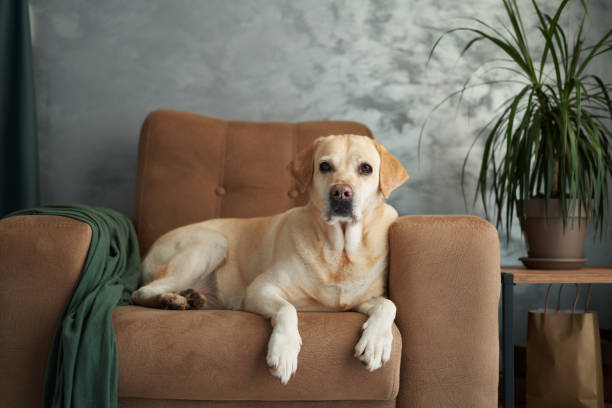 istock A pensive yellow Labrador dog rests on a beige sofa 2089734908