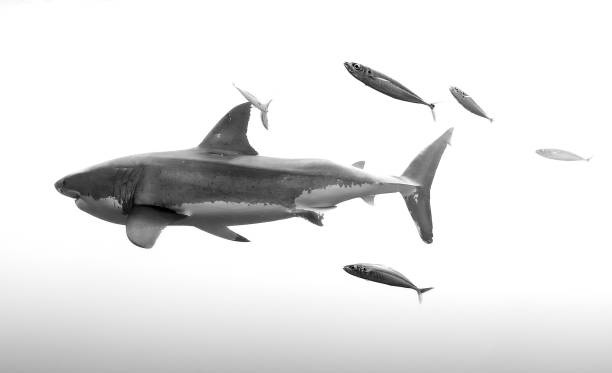 istock Great white sharks of Guadalupe 2089735440