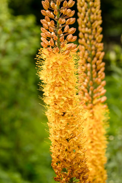 istock Eremurus Cleopatra Foxtail Lily in flowers garden 2089735949