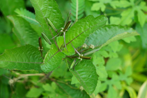 istock Ruellia tuberosa (also known as minnieroot, fever root, snapdragon root) with a natural background 2089742135