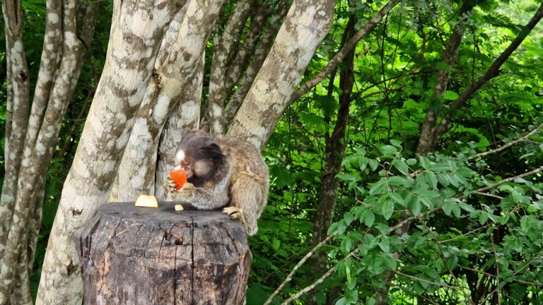 The black-tufted marmoset, Callithrix penicillata is a typical monkey from central Brazil.