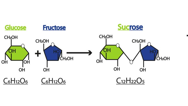 Sucrose Formation. Two molecules Glucose And Fructose.