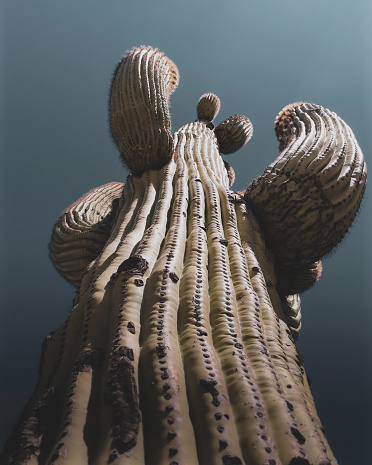 Cactus, Joshua Tree CA
