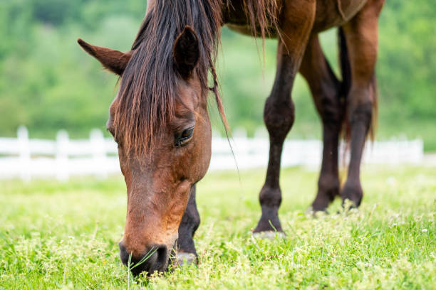 istock A horse in a meadow. 2089797553