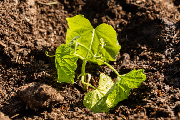 Young sprout new cucumber plant at soil. High quality photo