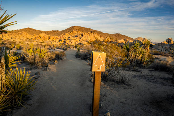 Yucca trees and rock formations on a trail in Joshua Tree National Park, California.