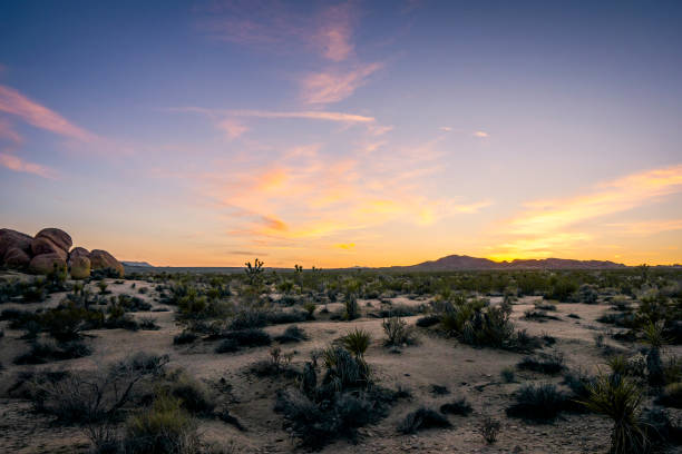 Yucca trees and rock formations on a trail in Joshua Tree National Park, California.