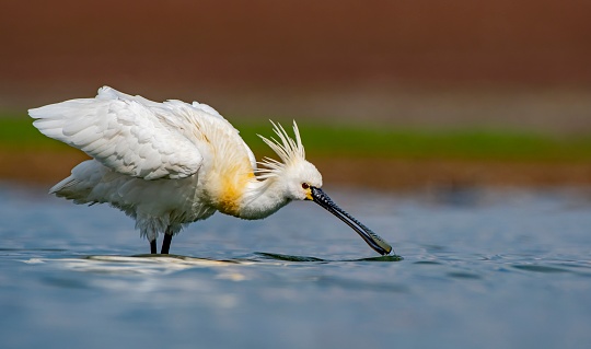 Eurasian Spoonbill (Platalea leucorodia) is a wetland bird that lives in suitable habitats in Asia, Europe and Africa. It is a rare species.