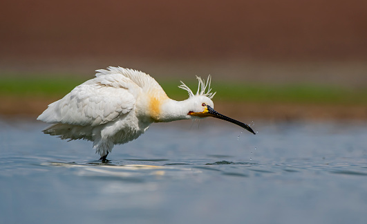 Eurasian Spoonbill (Platalea leucorodia) is a wetland bird that lives in suitable habitats in Asia, Europe and Africa. It is a rare species.