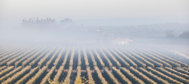 Olive grove landscape with farms a foggy winter morning. Extremadura, Spain