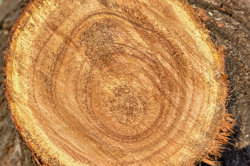 cross section on hardwood tree trunk, texture for design elements, determine the age of trees with the growth rings