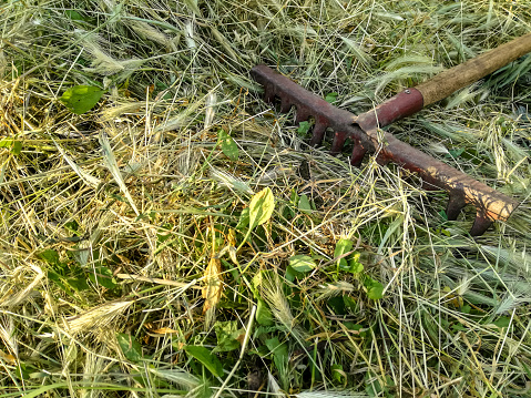 Old rake is lying on pile of freshly mown grass. Harvesting hay for winter. Close-up. Selective focus.
