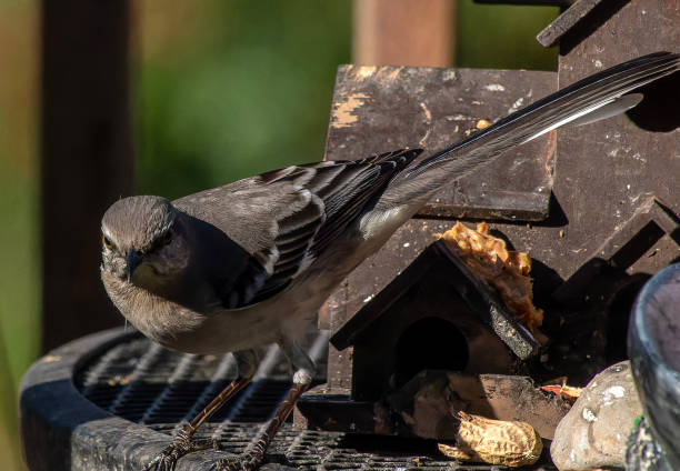 istock A Northern Mockingbird on the bird bath 2089996515
