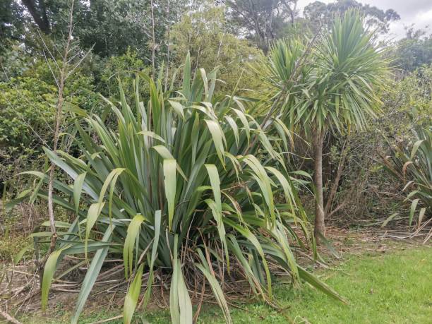 istock New Zealand Flax and Cabbage Tree 2089999238