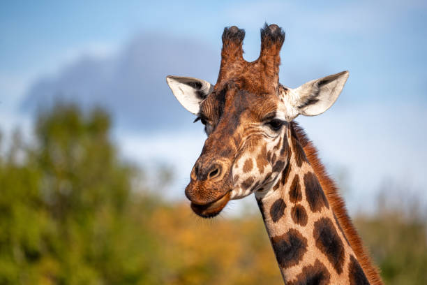 istock Front on view of a Rothschild giraffe, Giraffa camelopardalis camelopardalis, against green foliage and blue sky background. Space for text. 2090008348