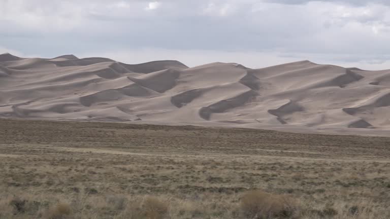 A beautiful dry tree against a background of sand dunes. Great Sand Dunes National Park, Colorado, USA