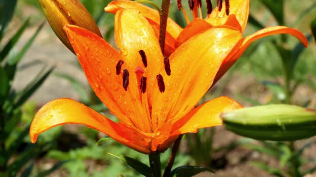 Orange lilly in a green garden. Fire lilly, tiger lilly, lilium bulbiferum macro closeup shot, botanical ambience, summer blooming