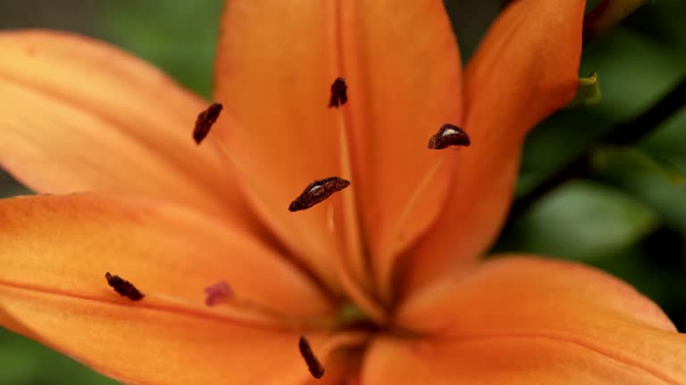 A close up of a bright orange tiger lily flower (Lilium lancifolium)