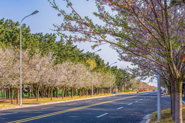Roadside row of flowering cherry trees