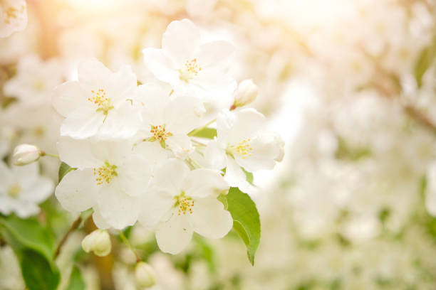 White flowers branch blooming apple tree