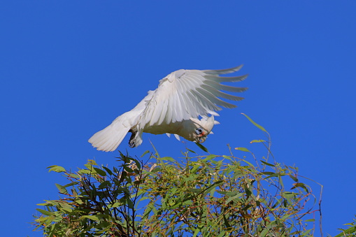 A Western Corella (white and yellow cockatoo or parrot) landing on the top of a Eucalyptus tree and immediately flying off again.  The background is a clear blue sky.