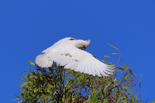 A Western Corella (white and yellow cockatoo or parrot) landing on the top of a Eucalyptus tree and immediately flying off again.  The background is a clear blue sky.