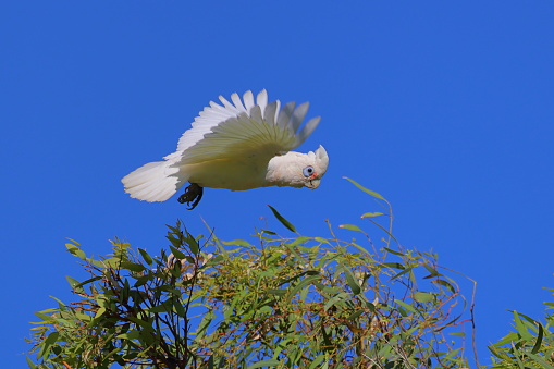 A Western Corella (white and yellow cockatoo or parrot) landing on the top of a Eucalyptus tree and immediately flying off again.  The background is a clear blue sky.