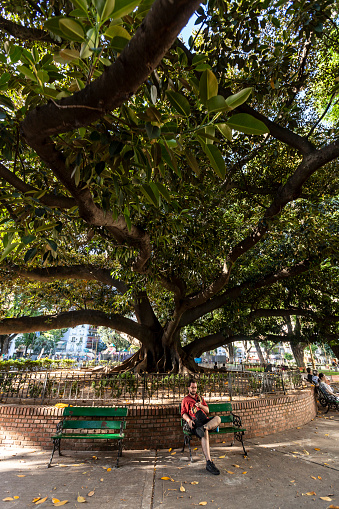 Buenos Aires, Argentina - jan 28, 2024 - Young man looks at his cell phone in the shade of a large fig tree in a park in the neighborhood of La Recoleta in Buenos Aires, Argentina