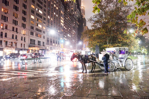Horses on the streets of Manhattan, New York city. Rainy night. Tourists' attraction. Photographed on 11/11/22