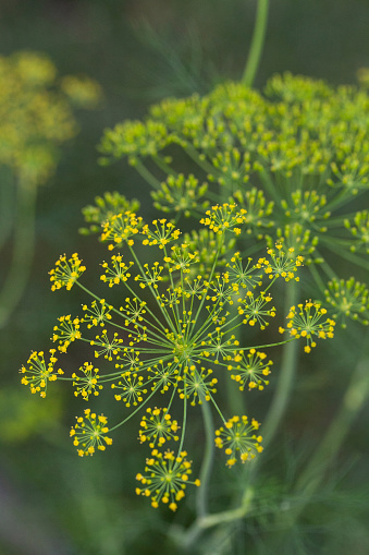 Yellow flower blooms on a dill herb plant Anethum graveolens in an organic garden in the fall.