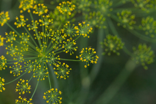 Yellow flower blooms on a dill herb plant Anethum graveolens in an organic garden in the fall.
