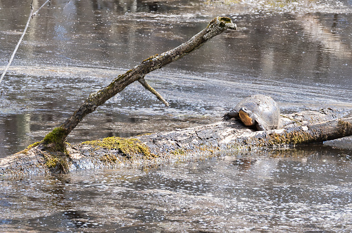 Blanding's Turtle in a wetland marsh in Ontario Canada.