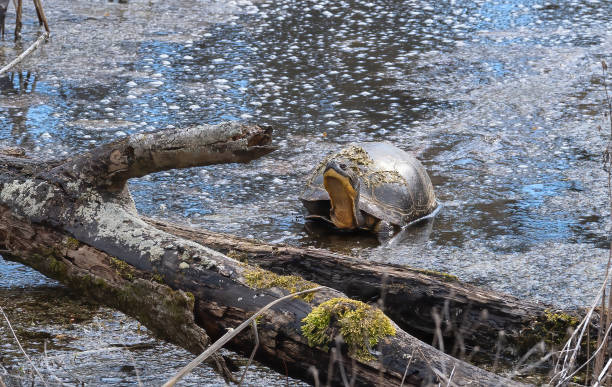 istock Blanding's Turtle in Wetland Marsh 2090061564
