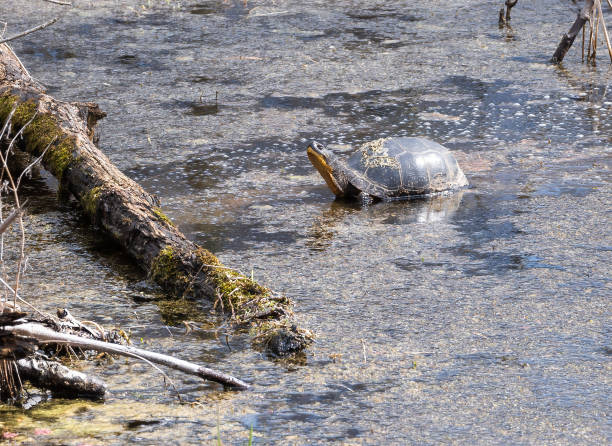 istock Blanding's Turtle in Wetland Marsh 2090061565