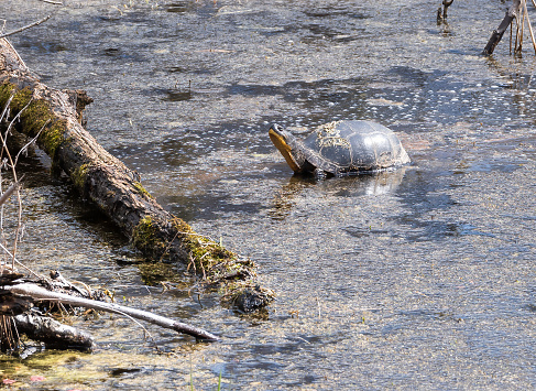 Blanding's Turtle in a wetland marsh in Ontario Canada.
