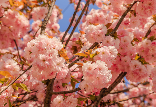 Close-up of blooming pink cherry blossoms against clear blue sky