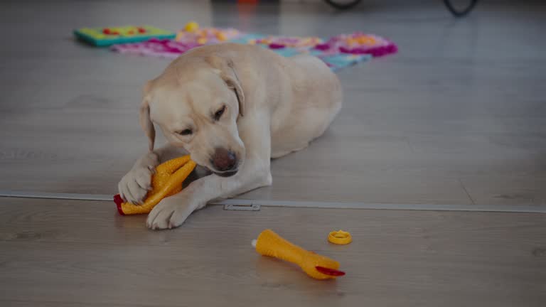 Playful Labrador puppy biting and chewing its toy. Close-up shot of owner’s hands playing with dog at home. Labrador Retriever having a good time lying on the floor and playfully destroying its toys.